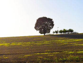 Tree against clear sky