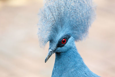 Close-up of bird