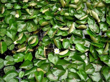 Full frame shot of leaves