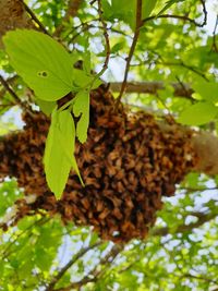 Low angle view of insect on leaves