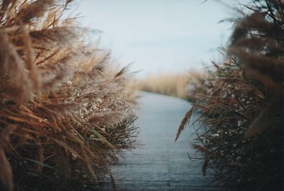 Bare trees in water during winter