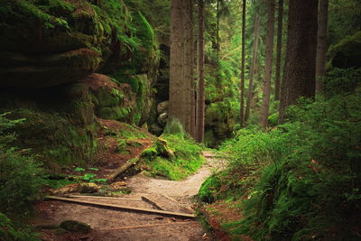 Scenic view of forest