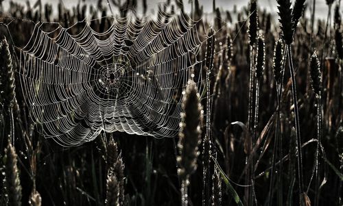 Close-up of spider web against field