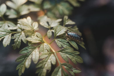 A woodlouse crawling along a plant in the woods