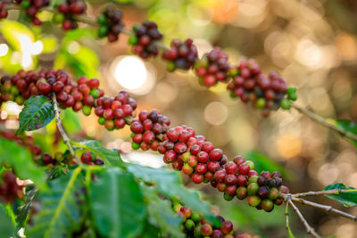 Close up fresh organic red coffee beans with coffee leaves and light bokeh background 