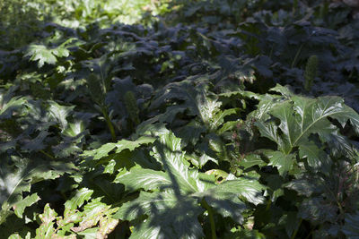 Close-up of fresh green plants