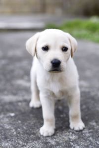 Close-up portrait of white puppy