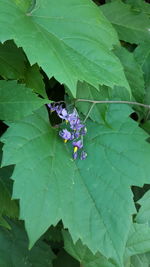 Close-up of leaves on plant