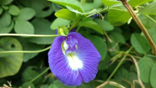 Close-up of purple flowers