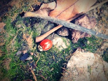 High angle view of mushrooms growing on rock