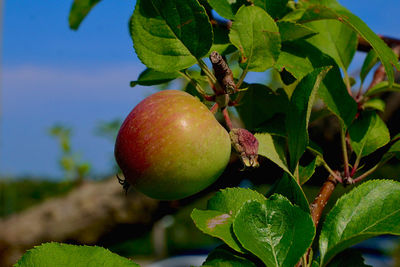Close-up of apple growing on tree in an orchard