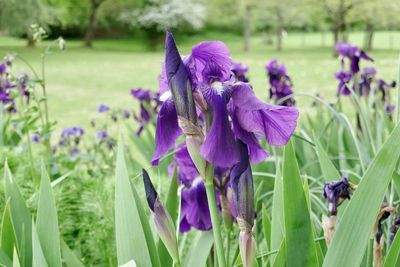 Close-up of purple flowering plants on field