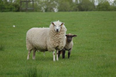 Sheep standing on field