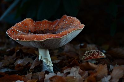 Close-up of fly agaric mushroom on field