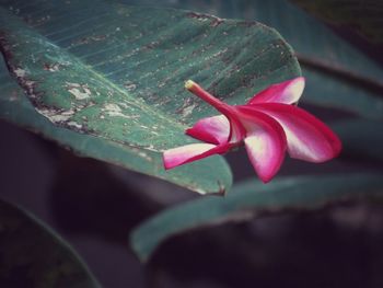 Close-up of pink flowers