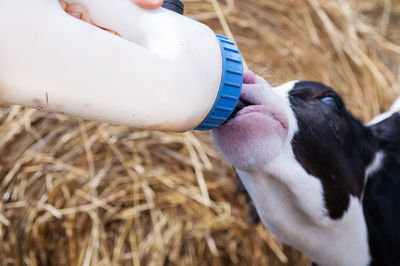 Cropped image of man with goat