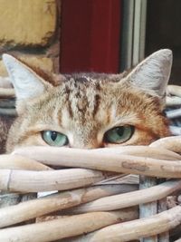 Close-up portrait of tabby cat