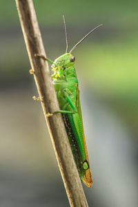 Close-up of grasshopper