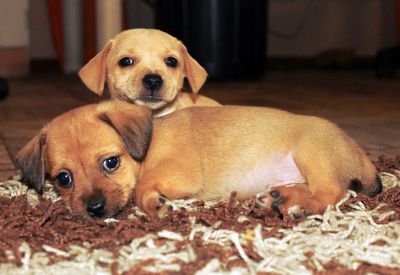 Puppies relaxing on carpet at home