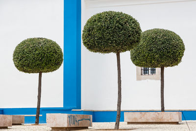 Close-up of fresh green plant against wall