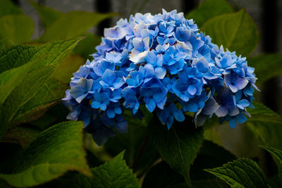 Close-up of blue hydrangea flowers