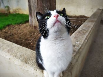 Close-up of cat looking up