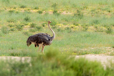 Side view of bird on land