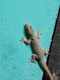 Lizard on rock