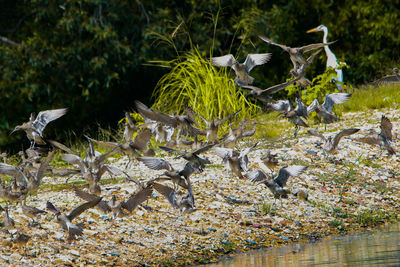 View of birds flying over lake