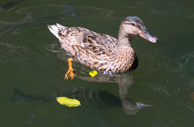 High angle view of duck in lake