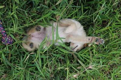 High angle view of cat lying on grass