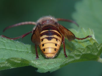 Close-up of insect on leaf