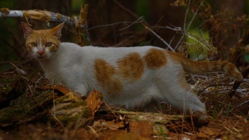 Portrait of cat sitting on field