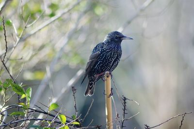 Close-up of bird perching on branch