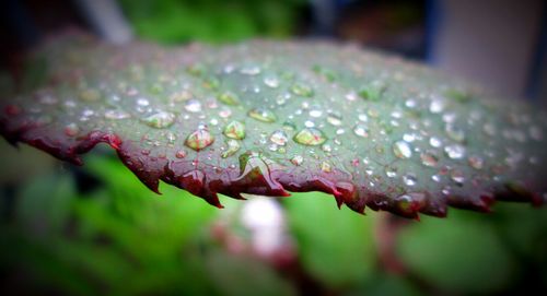 Close-up of water drops on leaf