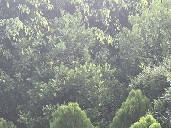 Full frame shot of trees in forest