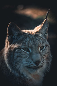 Close-up portrait of a cat