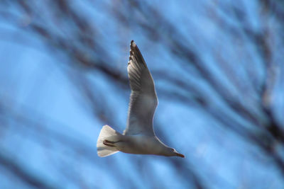 Low angle view of seagull flying