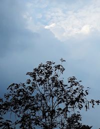 Low angle view of tree against sky