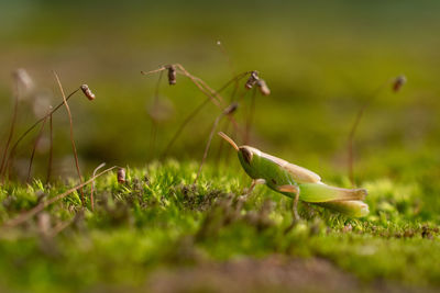 Close-up of insect on grass