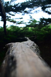 Close-up of tree trunk