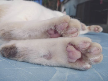 Close-up of cat sleeping