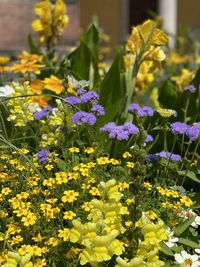 Close-up of purple flowering plants on field