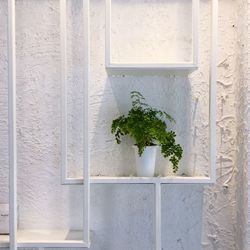 Close-up of plant against white wall