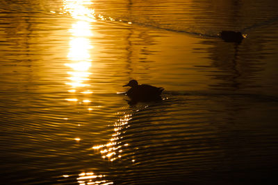 Bird swimming in lake during sunset