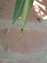 High angle view of bee