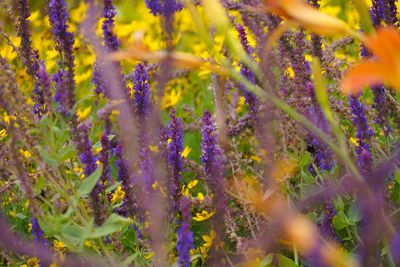 Full frame shot of flowering plants on field