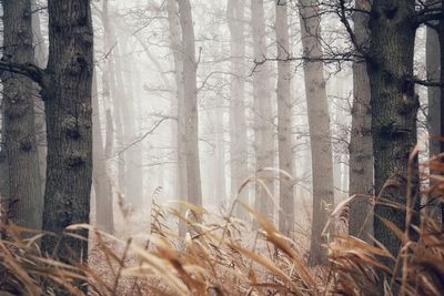 View of trees in forest during winter