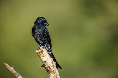 Close-up of bird perching on branch