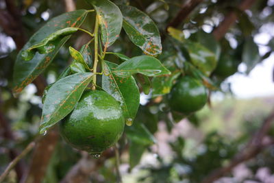 Close-up of strawberry growing on tree